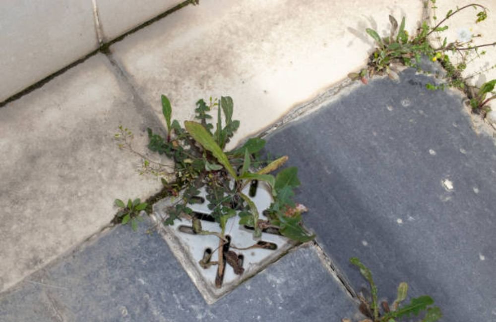Clogged Patio Drain Cleaning in Santa Rosa, CA